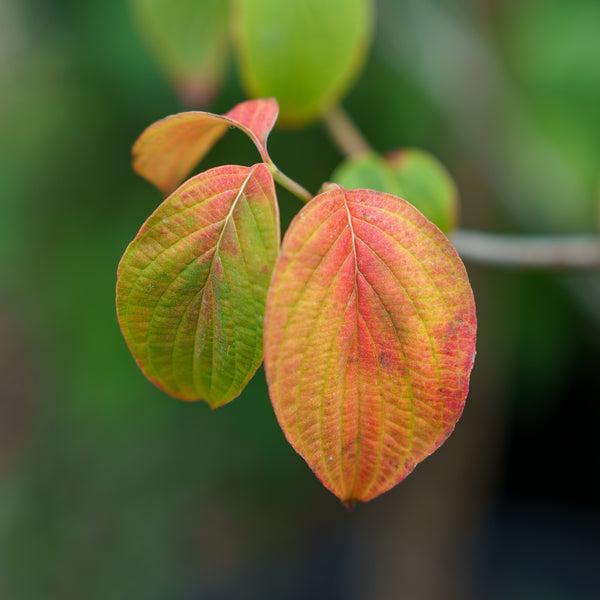 Cornus Florida 'rubra' Single Stem - View 22 from www redcrocus com