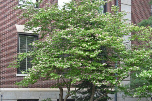 Cornus Florida 'rubra' Single Stem - View 24 from www redcrocus com