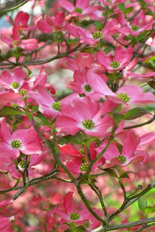 Cornus Florida 'rubra' Single Stem - View 5 from www redcrocus com