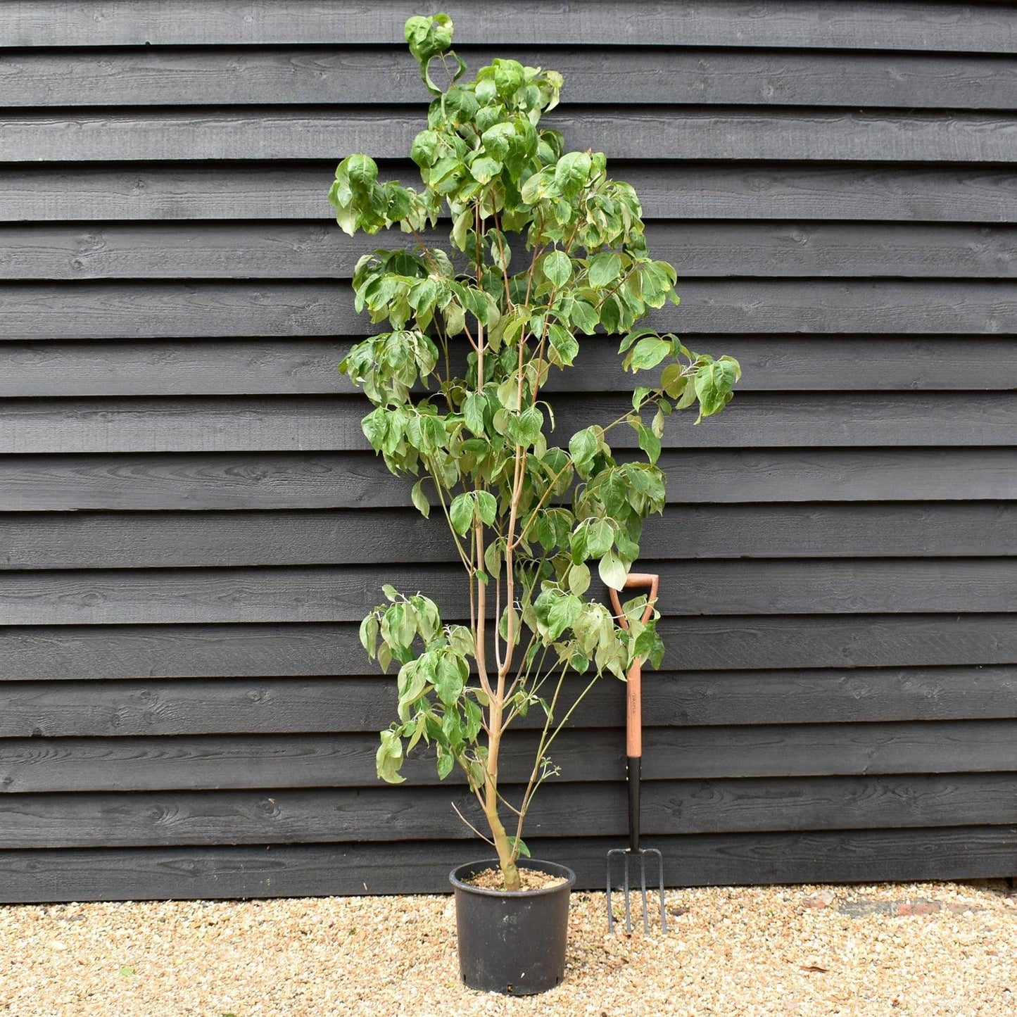 Cornus Florida 'rubra' Single Stem - View 7 from www redcrocus com