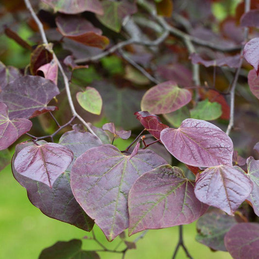 Cercis Canadensis 'ruby Falls' Single Stem - View 10 from www redcrocus com