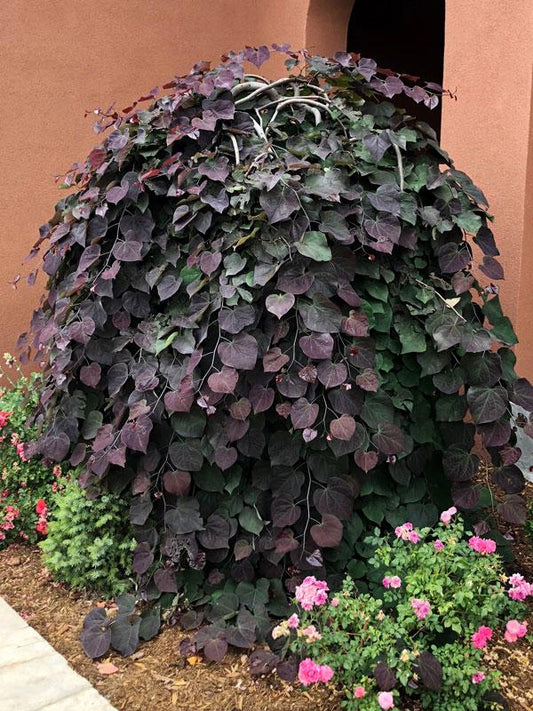 Cercis Canadensis 'ruby Falls' Single Stem - View 1 from www redcrocus com