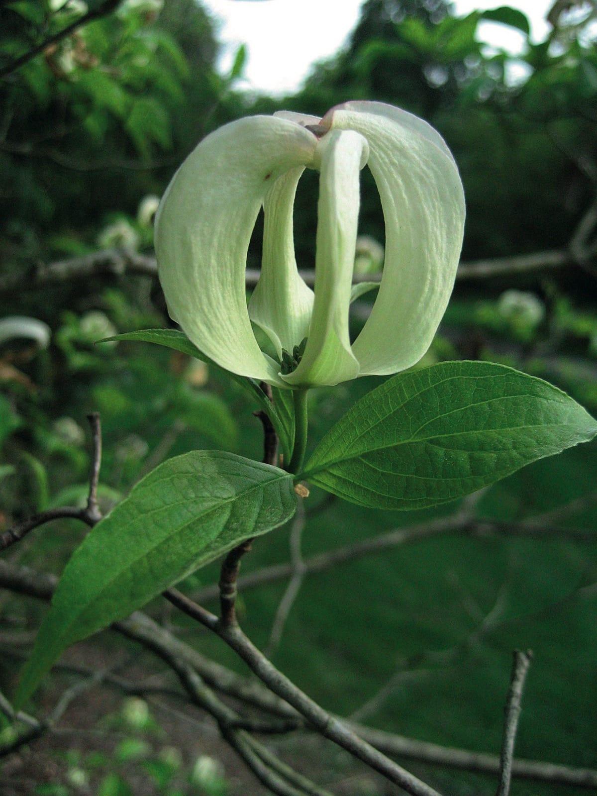 Cornus Florida Single Stem - View 13 from www redcrocus com