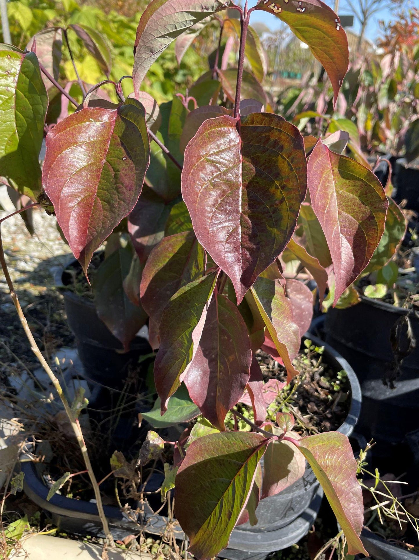 Cornus Florida Single Stem - View 18 from www redcrocus com