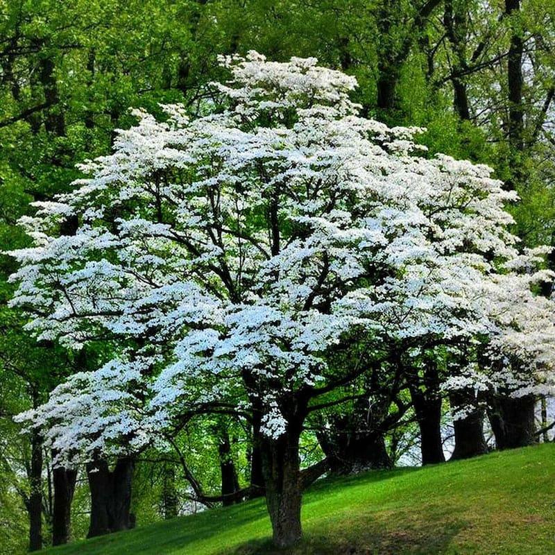 Cornus Florida Single Stem - View 21 from www redcrocus com