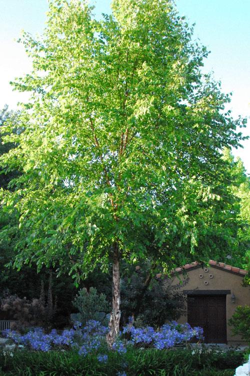 Cornus Florida Single Stem - View 22 from www redcrocus com