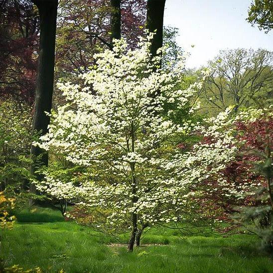 Cornus Florida Single Stem - View 23 from www redcrocus com