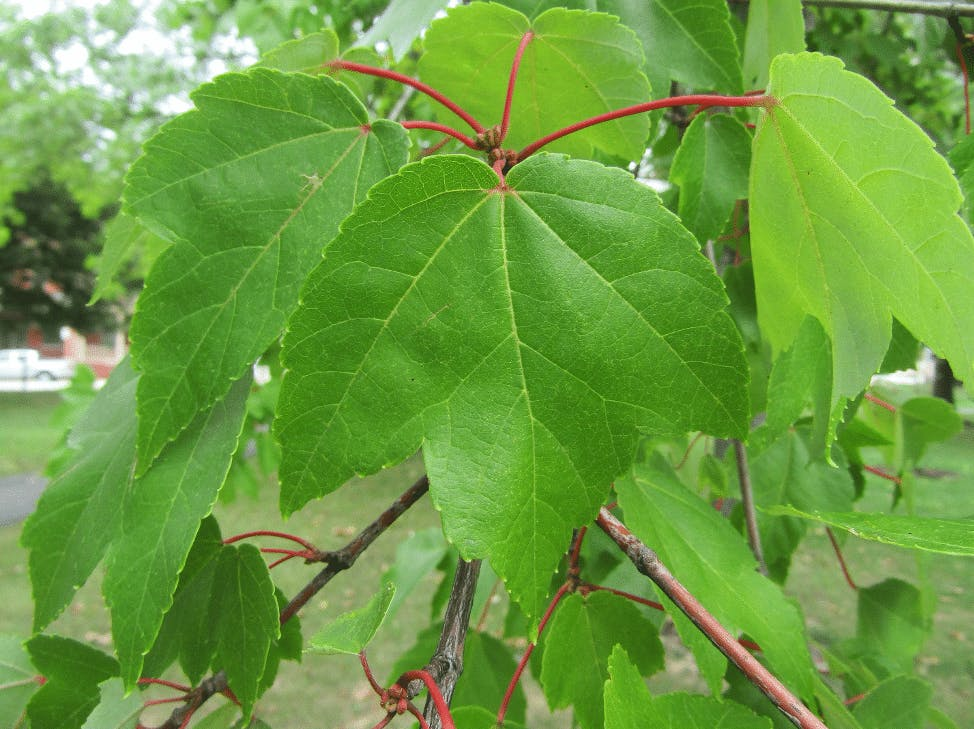 Cornus Florida Single Stem - View 25 from www redcrocus com