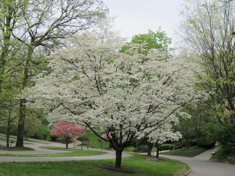 Cornus Florida Single Stem - View 2 from www redcrocus com
