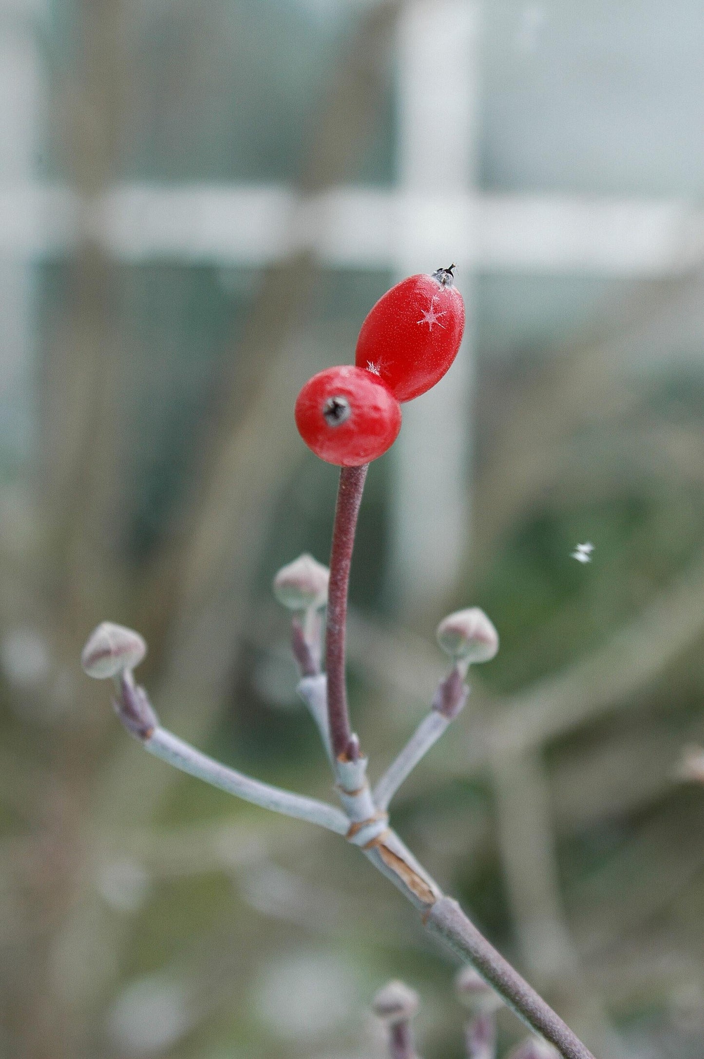 Cornus Florida Single Stem - View 32 from www redcrocus com