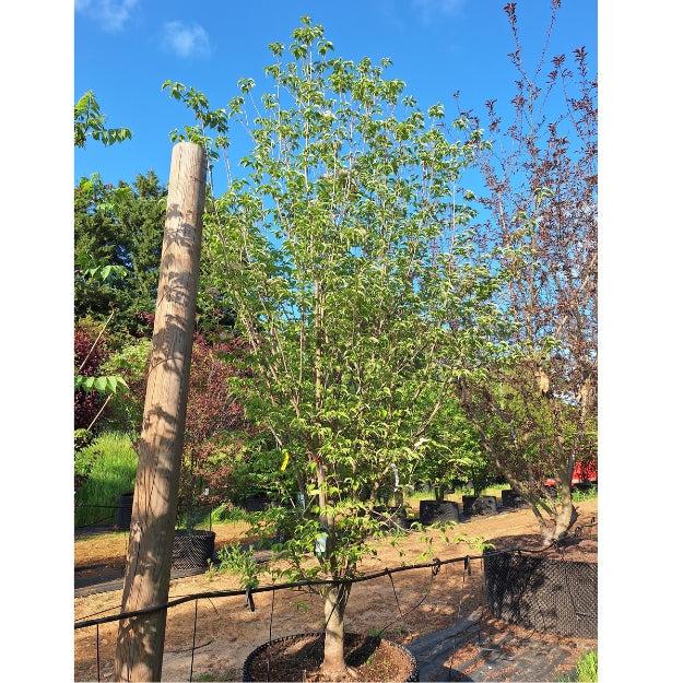 Cornus Florida Single Stem - View 34 from www redcrocus com