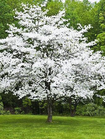 Cornus Florida Single Stem - View 4 from www redcrocus com