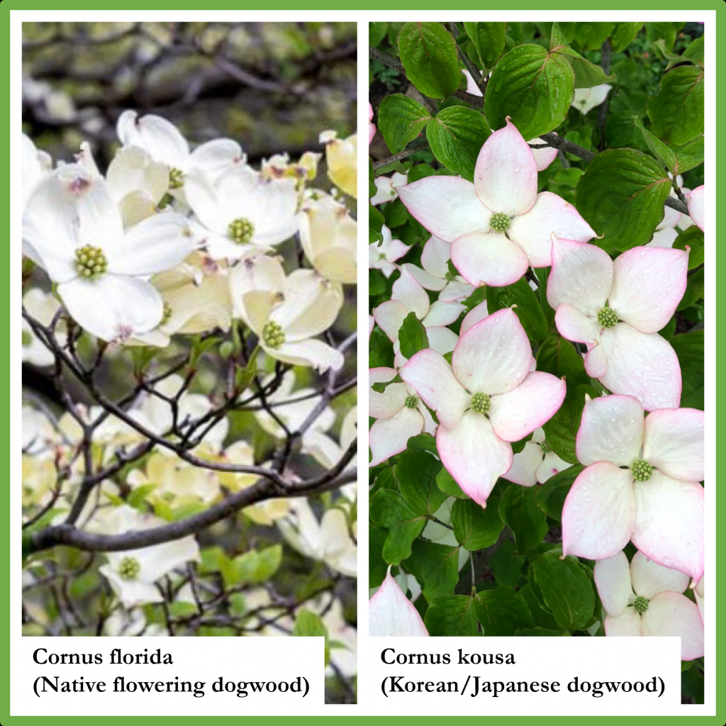 Cornus Florida Single Stem - View 27 from www redcrocus com
