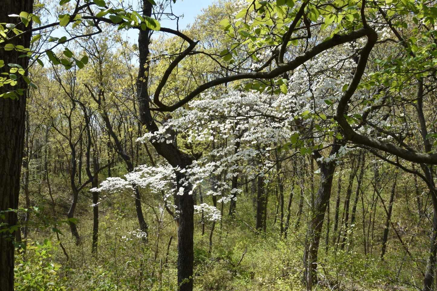 Cornus Florida Single Stem - View 33 from www redcrocus com