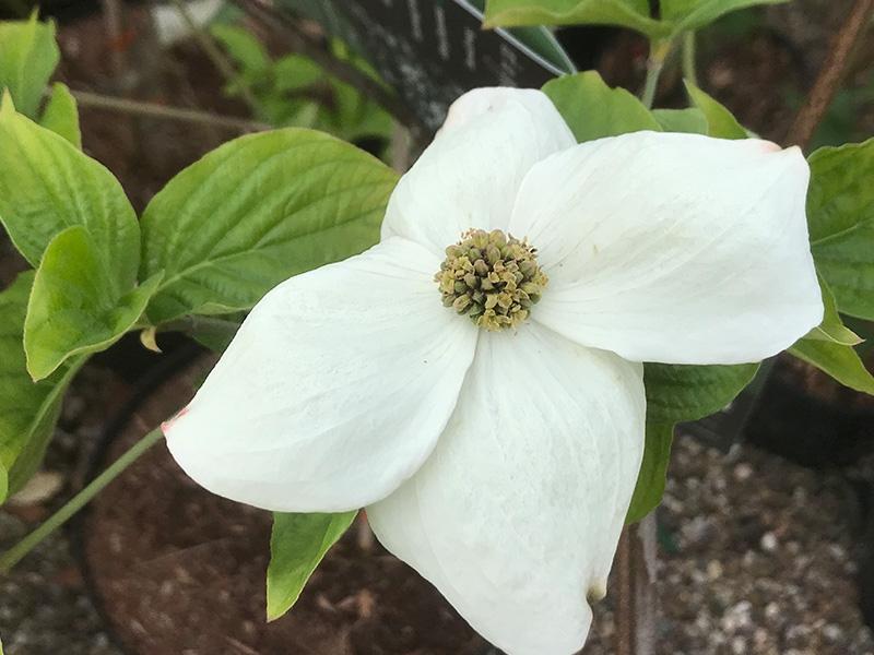 Cornus Florida Single Stem - View 37 from www redcrocus com