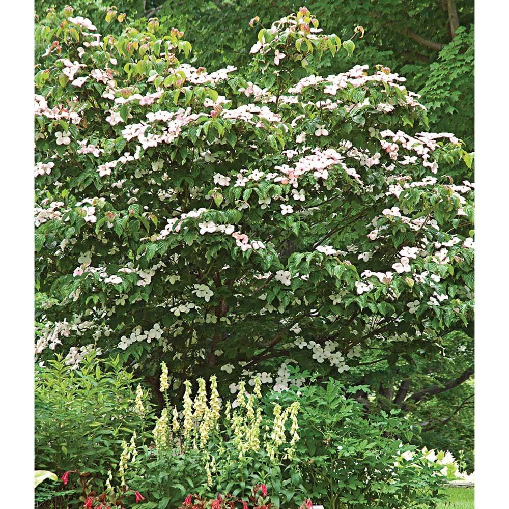 Cornus Florida Single Stem - View 39 from www redcrocus com