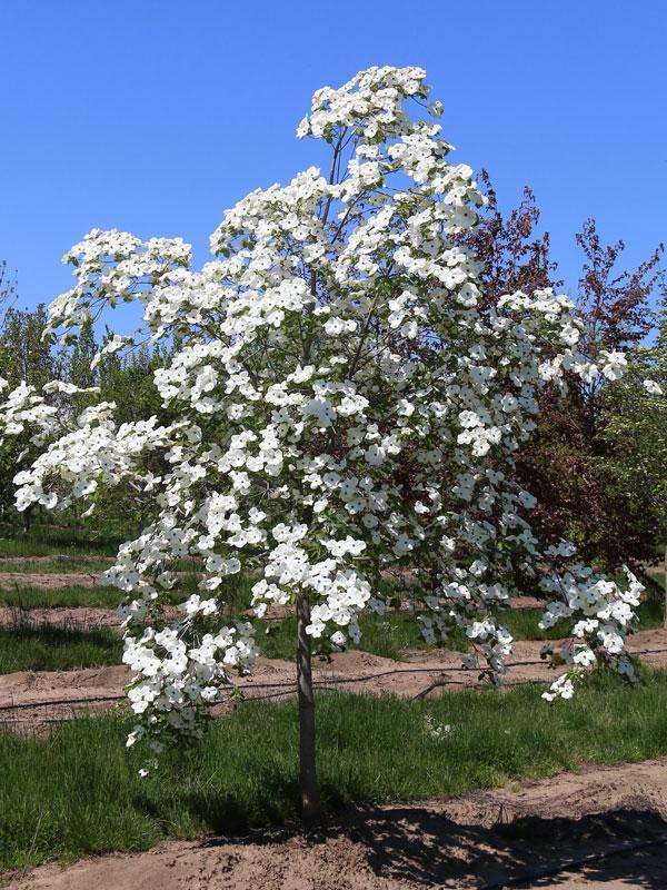 Cornus Florida Single Stem - View 40 from www redcrocus com