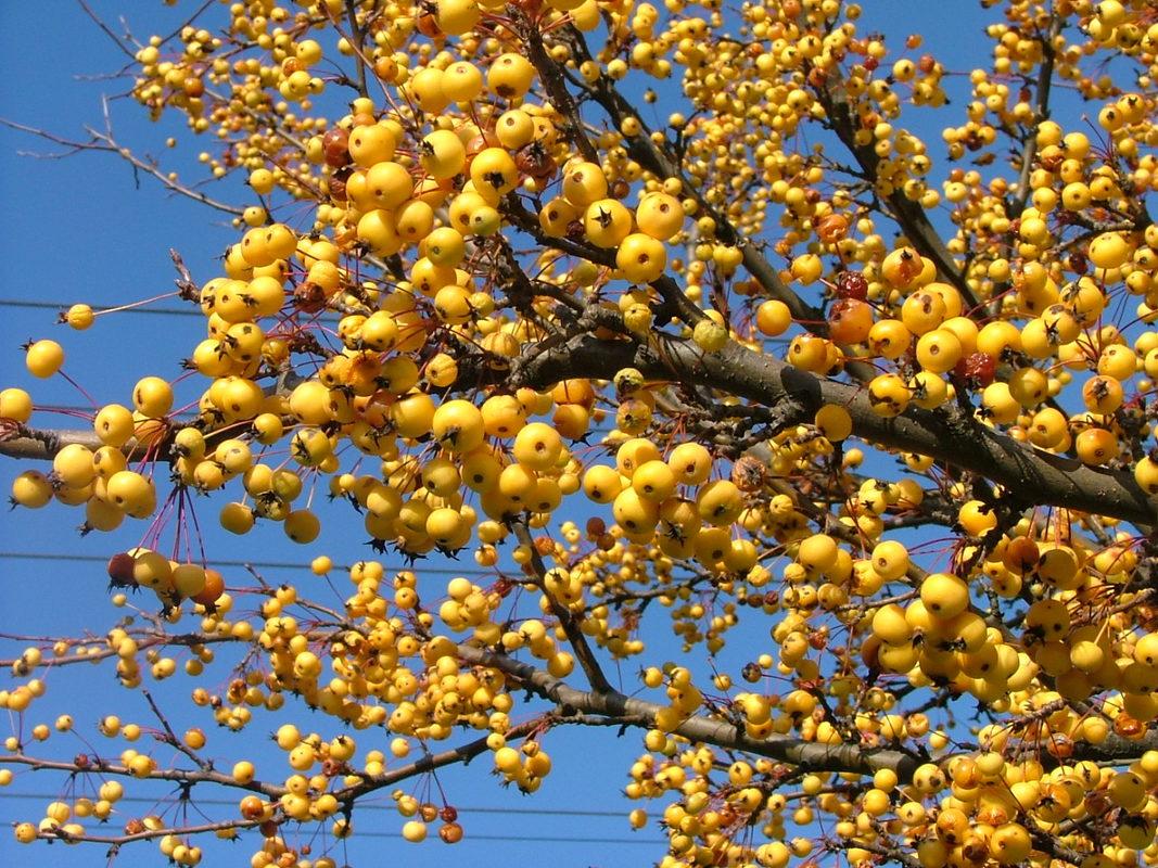 Malus 'harvest Gold' - View 11 from www redcrocus com