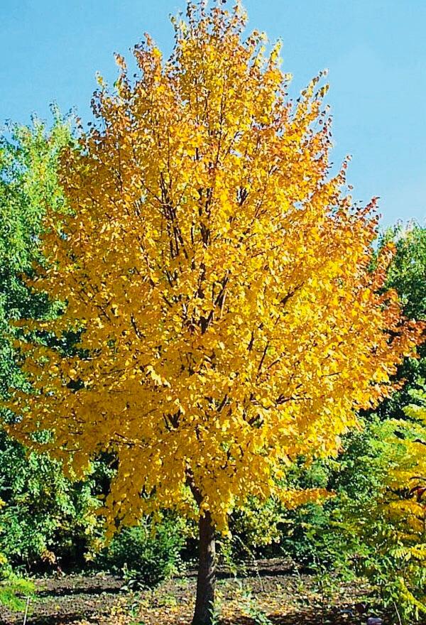 Malus 'harvest Gold' - View 13 from www redcrocus com