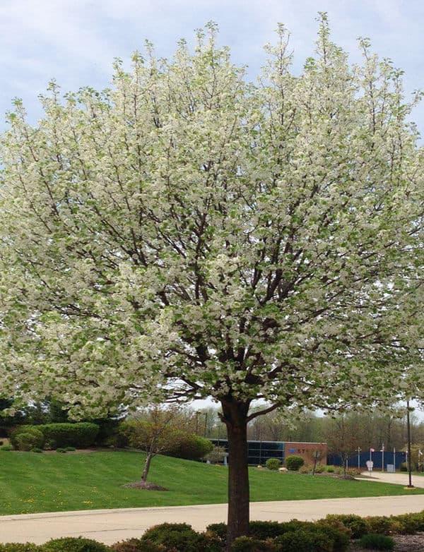 Malus 'harvest Gold' - View 16 from www redcrocus com