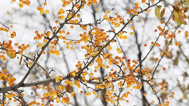 Malus 'harvest Gold' - View 17 from www redcrocus com
