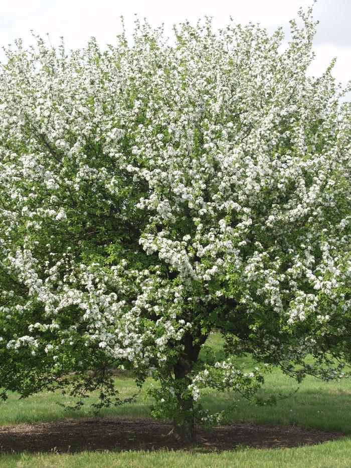 Malus 'harvest Gold' - View 18 from www redcrocus com