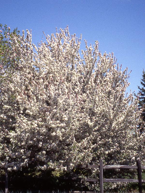 Malus 'harvest Gold' - View 1 from www redcrocus com