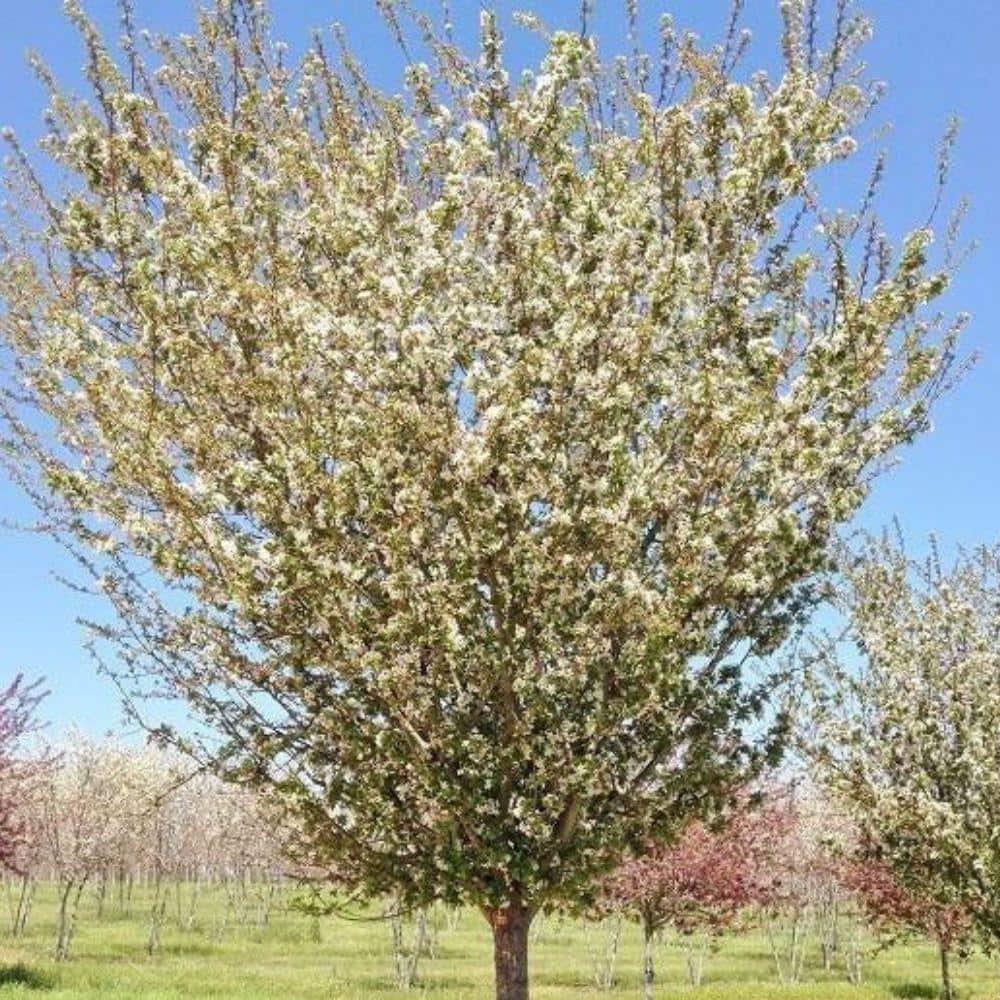 Malus 'harvest Gold' - View 20 from www redcrocus com