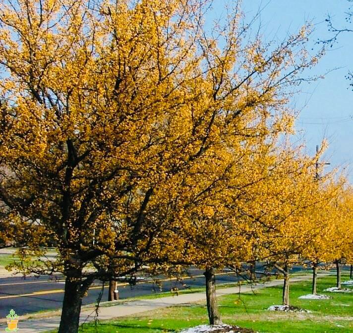 Malus 'harvest Gold' - View 21 from www redcrocus com