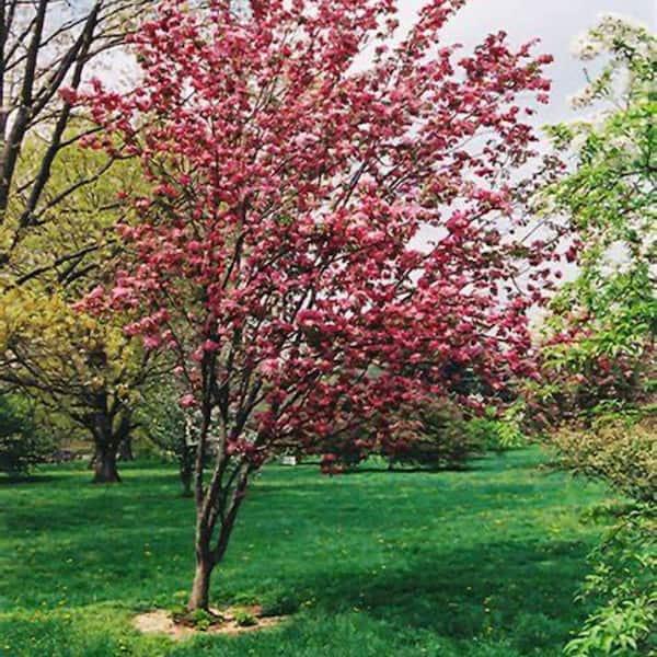Malus 'harvest Gold' - View 22 from www redcrocus com