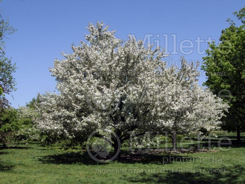 Malus 'harvest Gold' - View 24 from www redcrocus com