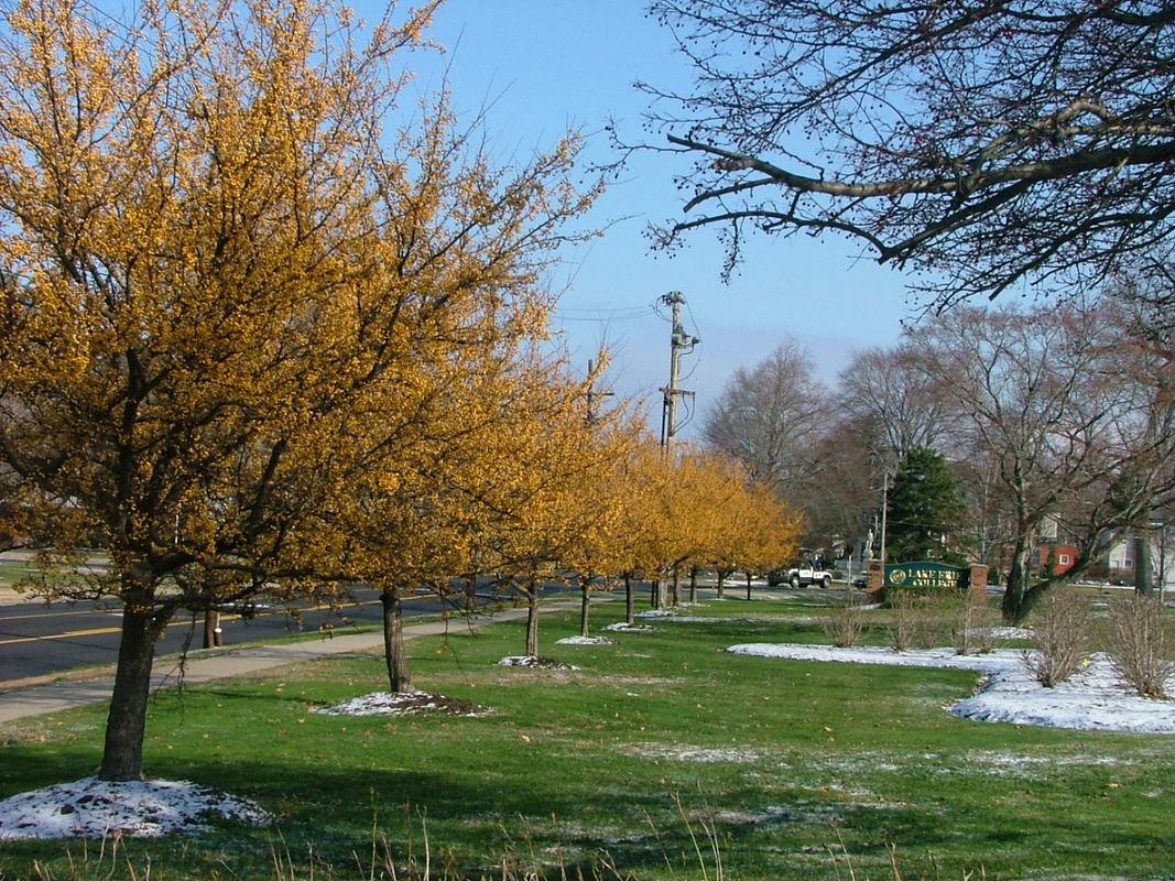 Malus 'harvest Gold' - View 28 from www redcrocus com