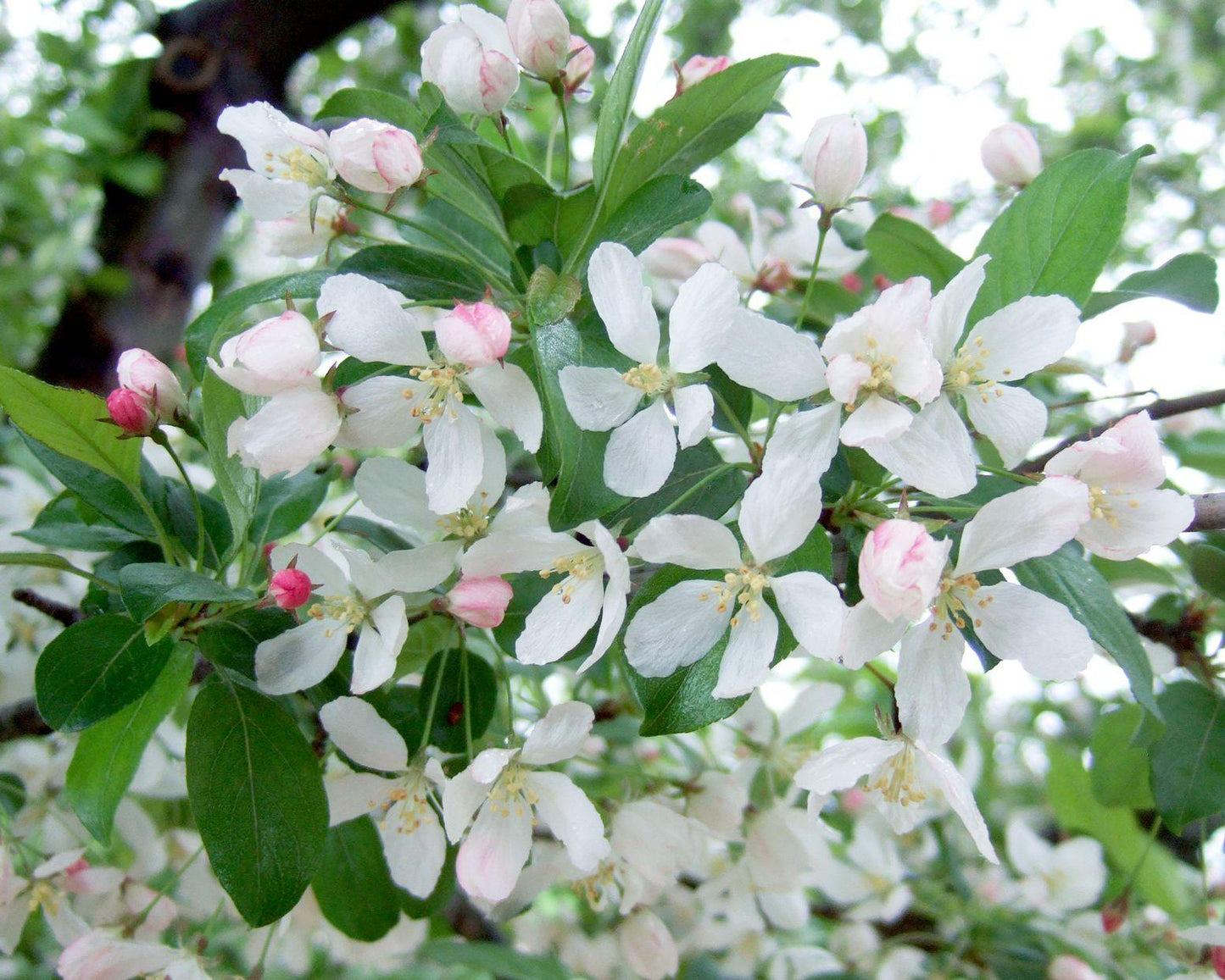 Malus 'harvest Gold' - View 29 from www redcrocus com