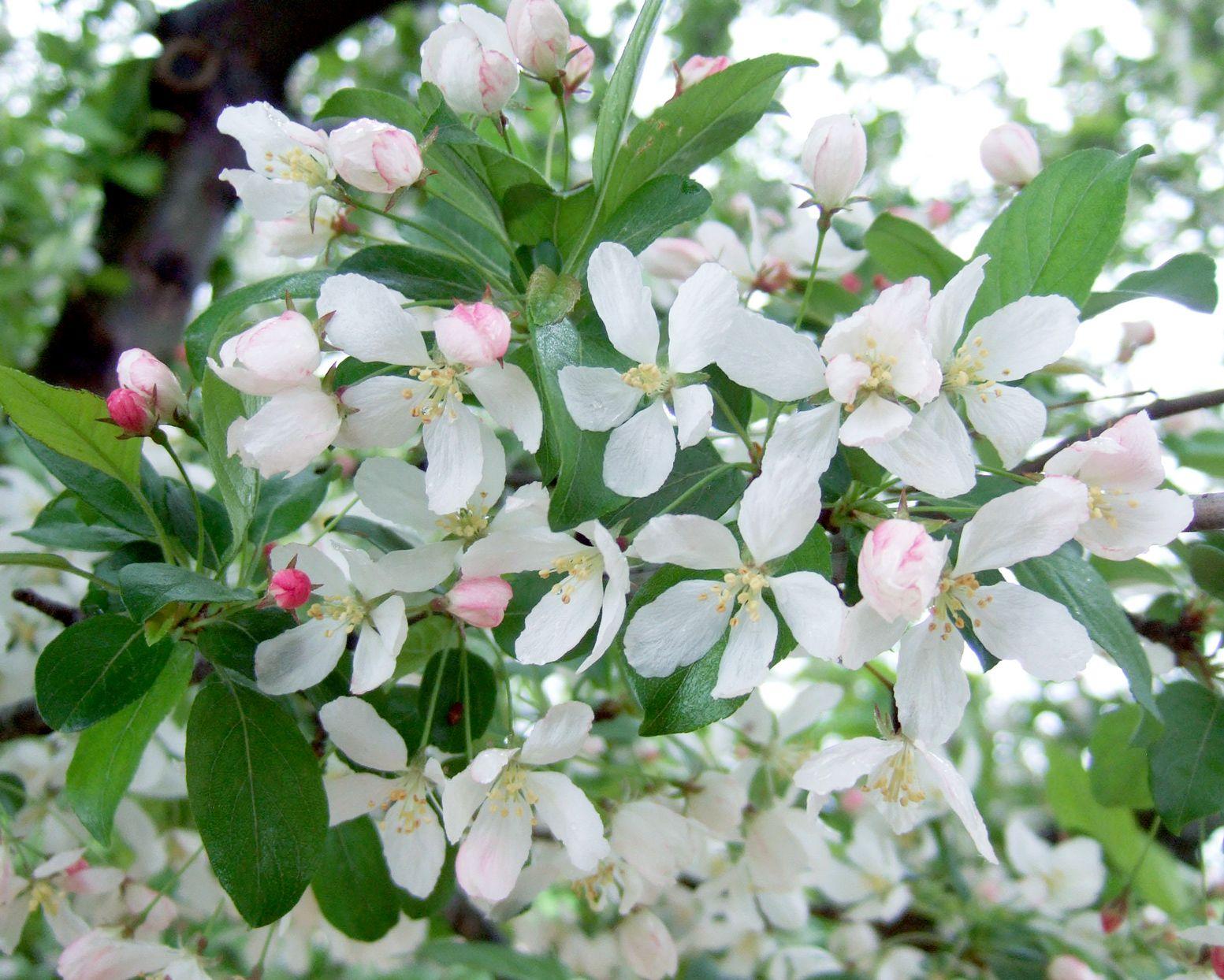 Malus 'harvest Gold' - View 29 from www redcrocus com