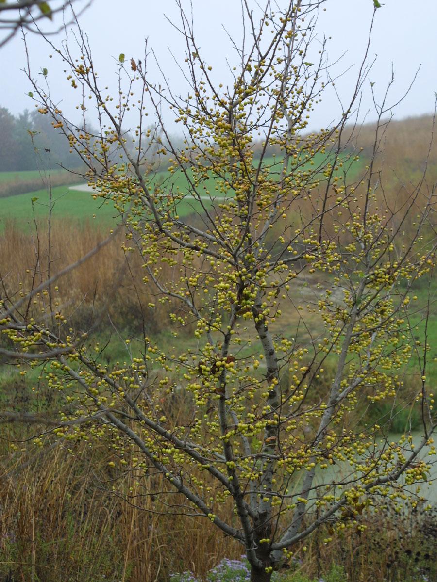 Malus 'harvest Gold' - View 34 from www redcrocus com