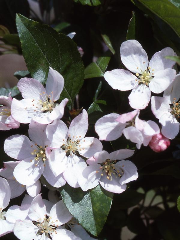 Malus 'harvest Gold' - View 4 from www redcrocus com