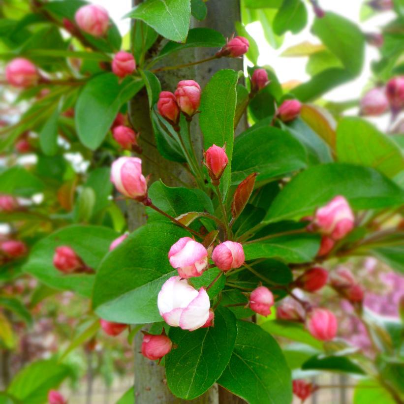 Malus 'harvest Gold' - View 9 from www redcrocus com