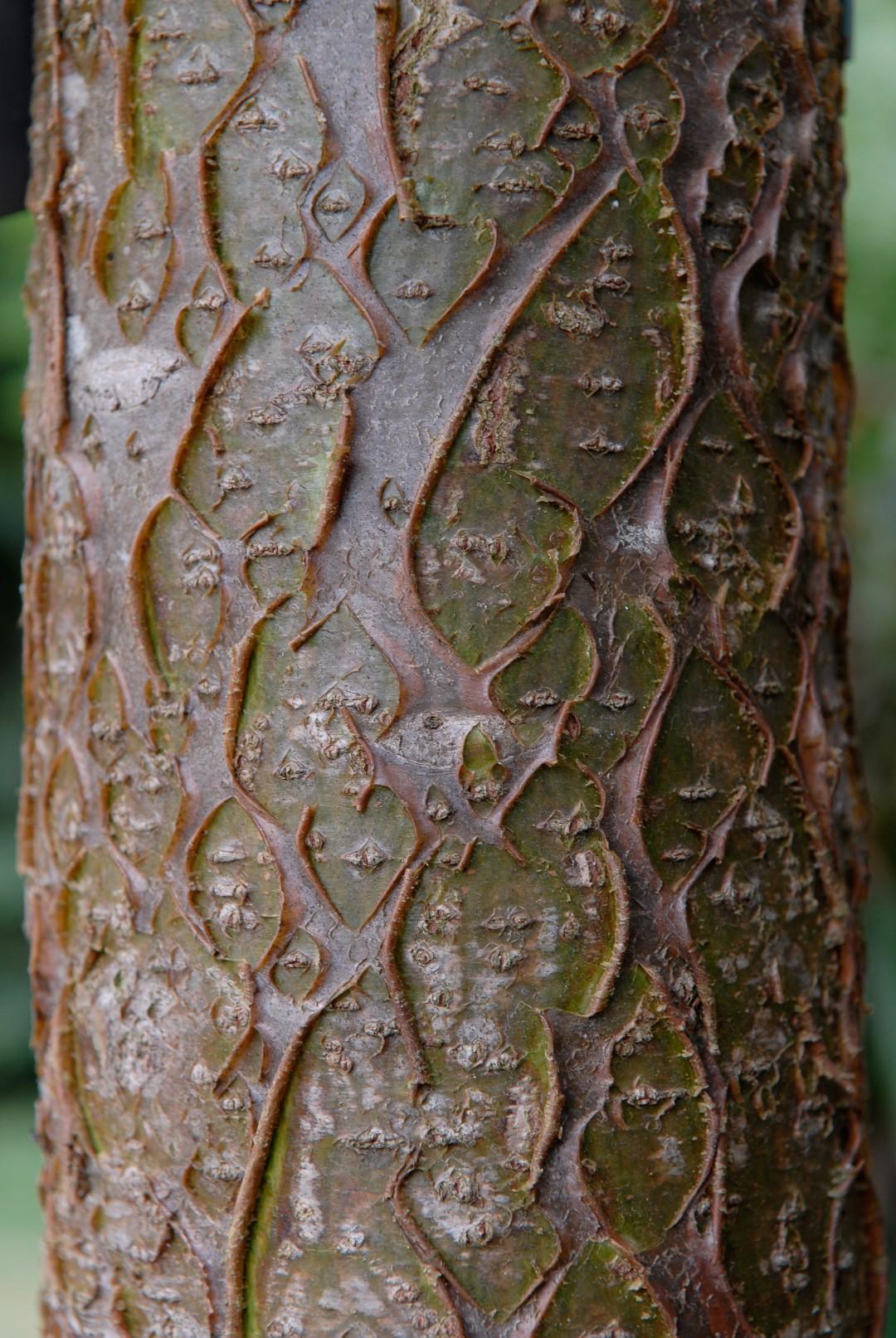 Maackia Amurensis - View 21 from www redcrocus com