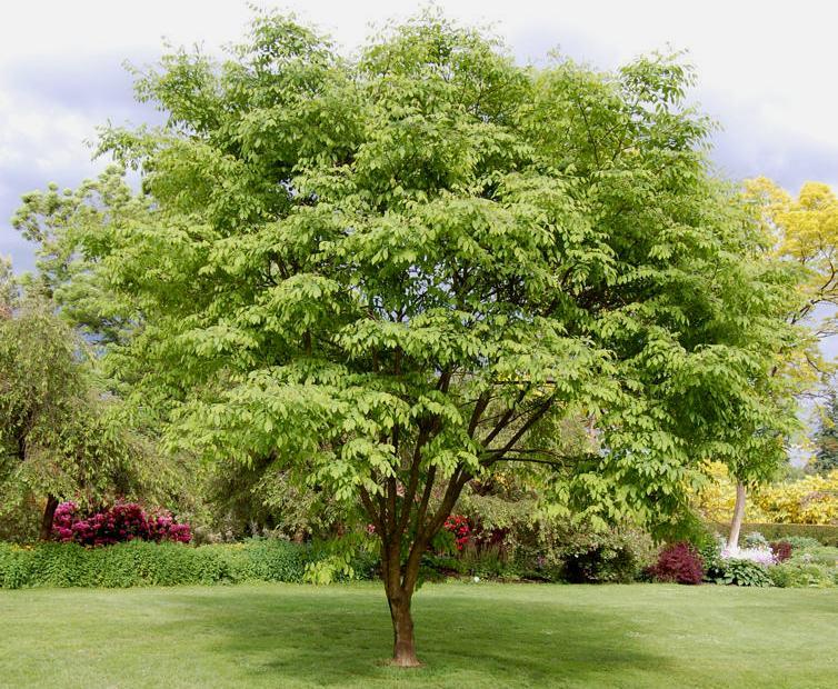 Maackia Amurensis - View 32 from www redcrocus com