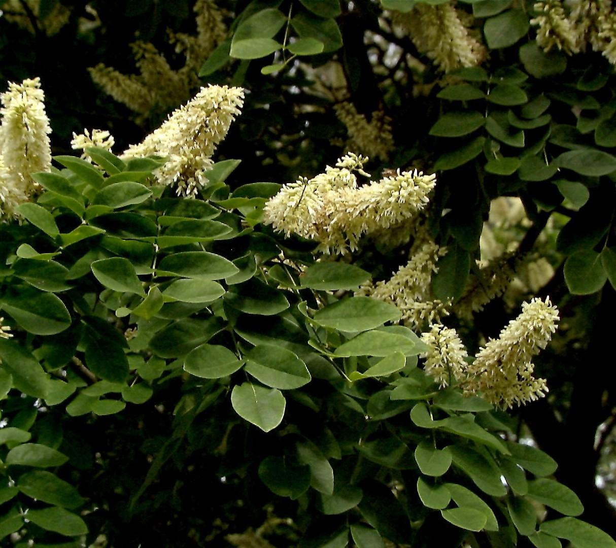 Maackia Amurensis - View 8 from www redcrocus com