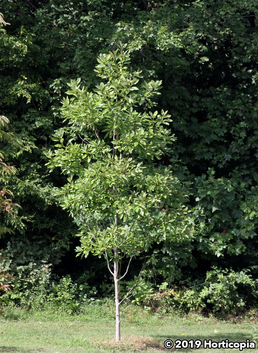 Magnolia Virginiana 'moonglow' Single Stem - View 14 from www redcrocus com