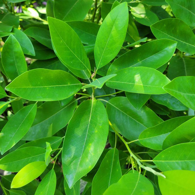 Magnolia Virginiana 'moonglow' Single Stem - View 19 from www redcrocus com