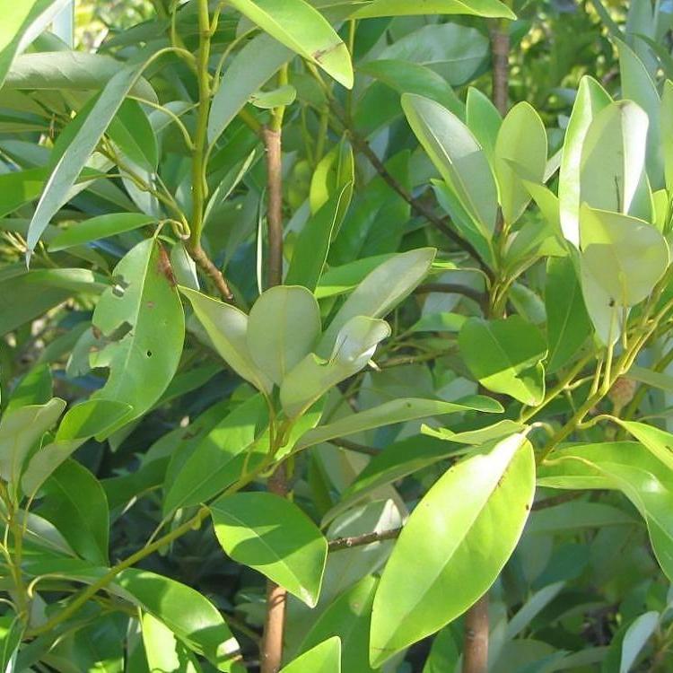 Magnolia Virginiana 'moonglow' Single Stem - View 23 from www redcrocus com