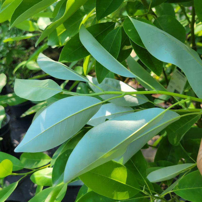 Magnolia Virginiana 'moonglow' Single Stem - View 25 from www redcrocus com
