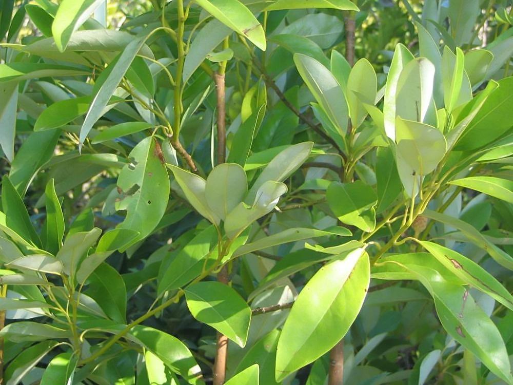 Magnolia Virginiana 'moonglow' Single Stem - View 27 from www redcrocus com