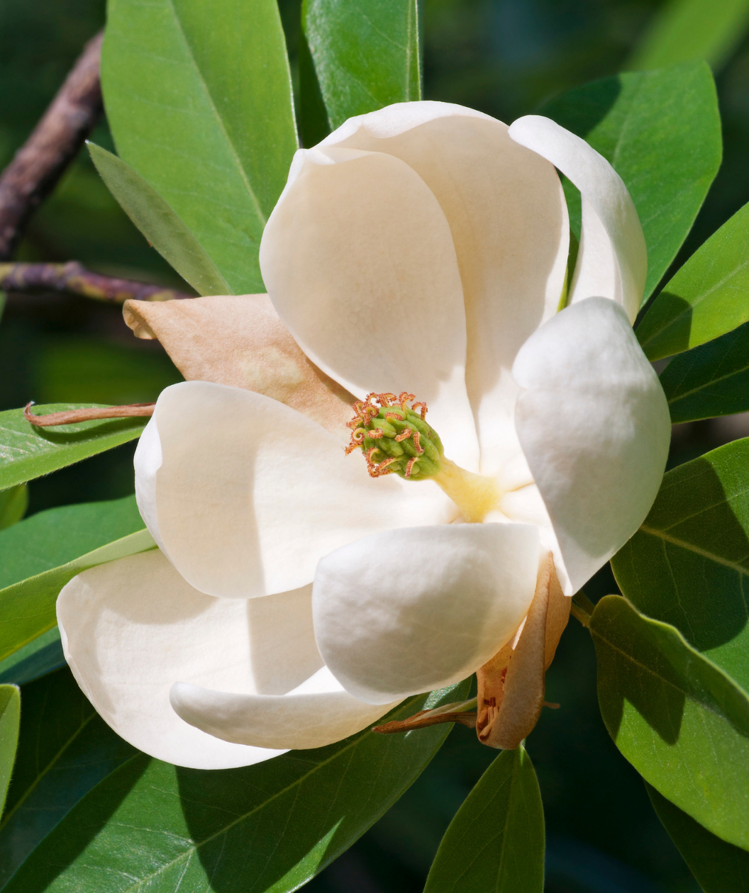 Magnolia Virginiana 'moonglow' Single Stem - View 28 from www redcrocus com