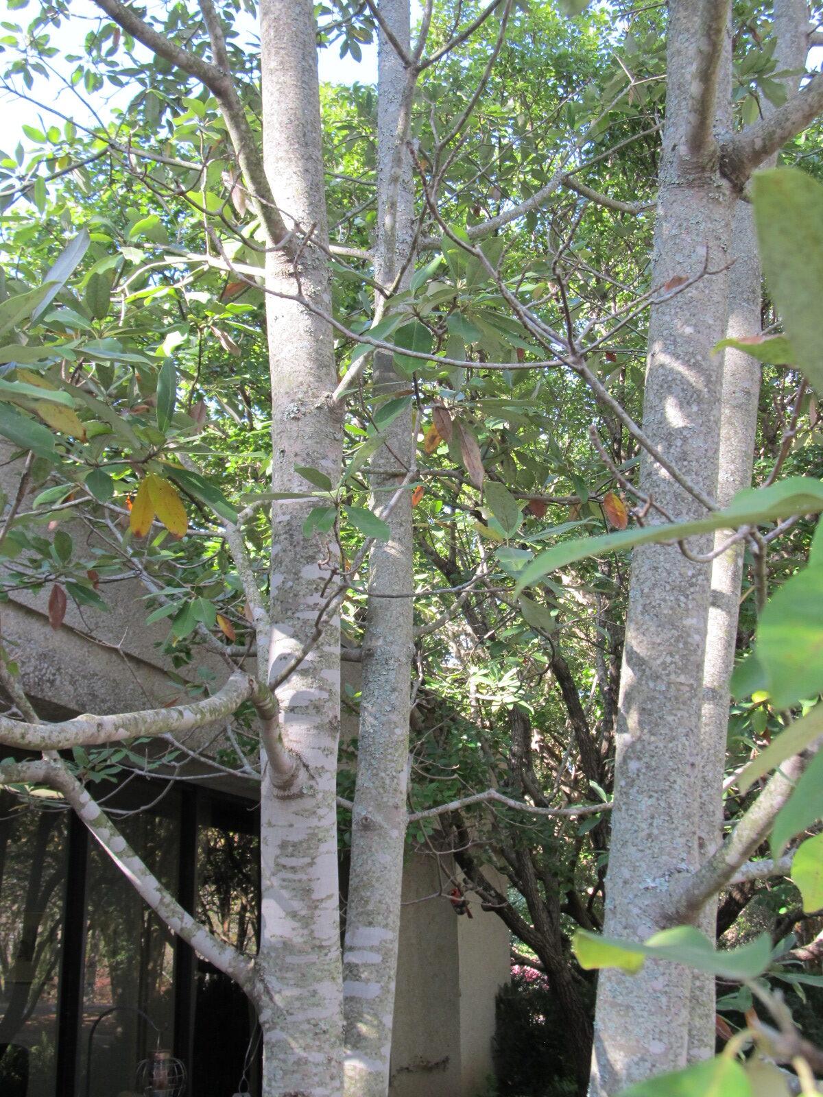 Magnolia Virginiana 'moonglow' Single Stem - View 32 from www redcrocus com
