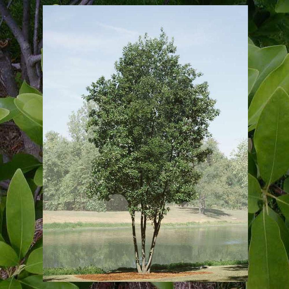 Magnolia Virginiana 'moonglow' Single Stem - View 5 from www redcrocus com