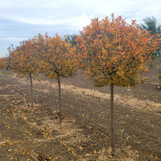 Malus 'sparkling Sprite' - View 10 from www redcrocus com