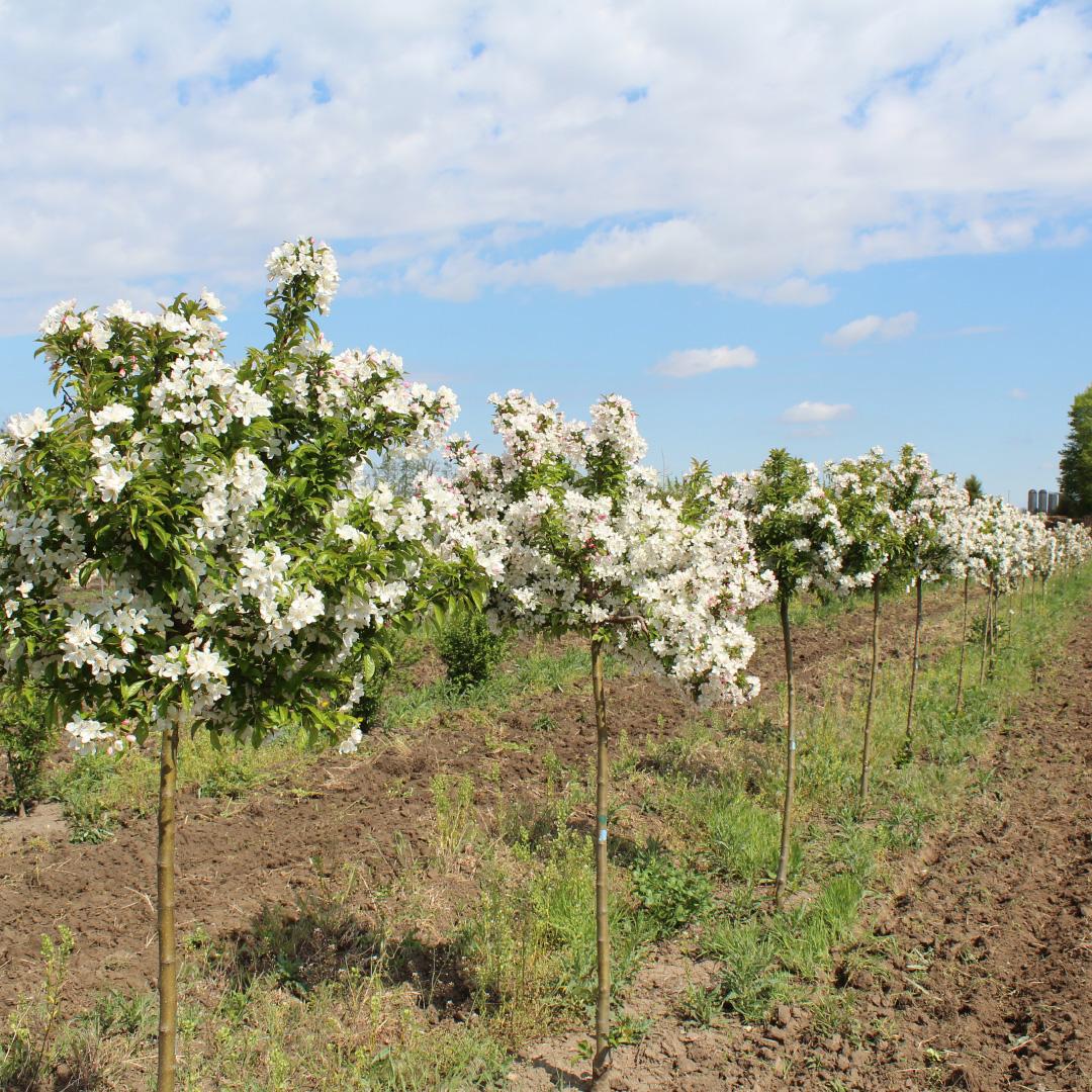 Malus 'sparkling Sprite' - View 12 from www redcrocus com